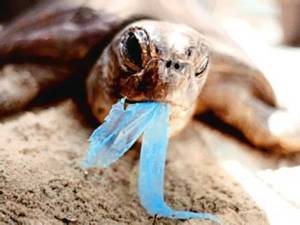 el reciclaje y los niños - tortuga marina comiendo plástico
