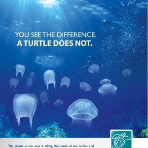 las tortugas no ven las diferencias