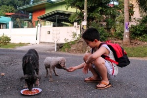 Niño alimentando a perritos en calle