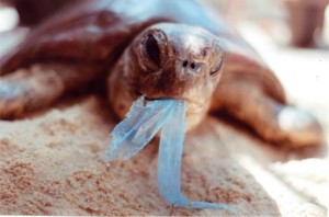 impacto en la fauna del plástico